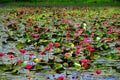 beautiful pink lotus pond ÃÂ at Thung Bua Daeng Ban Na Nakhon Nayok , Thailand Royalty Free Stock Photo